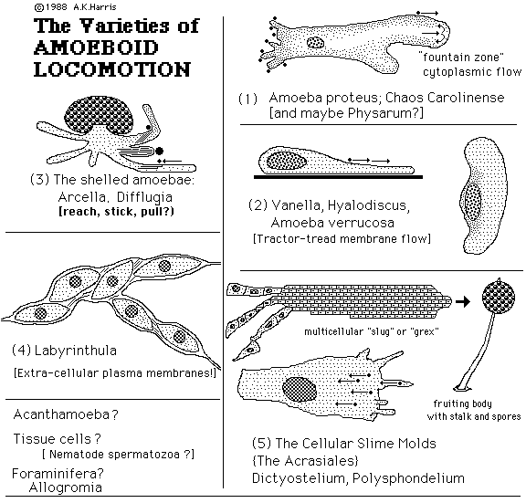 Biology 441 Spring 2018